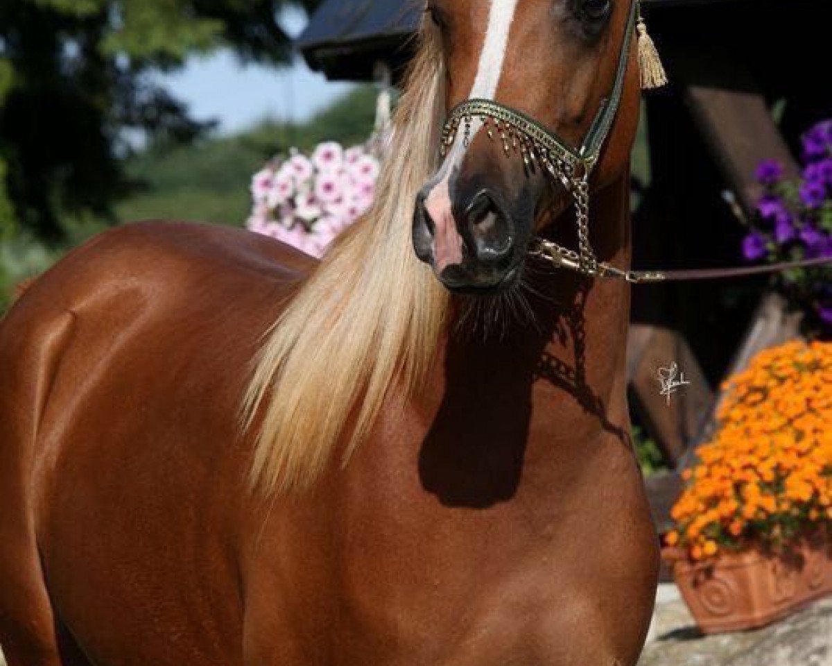 broodmare Khalinka ox (Arabian purebred, 2011, from EUROPE AL KHIDAR ox)