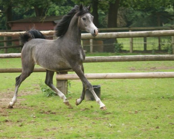 horse Detroit J ox (Arabian purebred, 2011, from QR Marc ox)