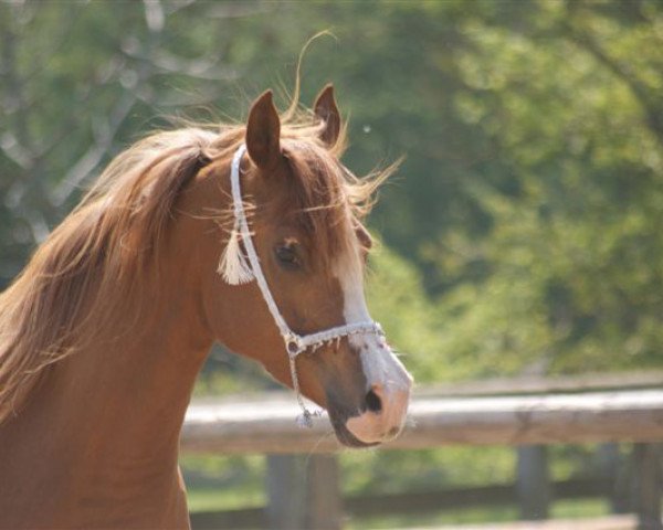 horse BF Madonna ox (Arabian purebred, 2003, from Psytadel 1998 ox)