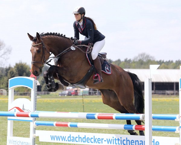 jumper Castello D´ Amour (Holsteiner, 2009, from Cassini II)