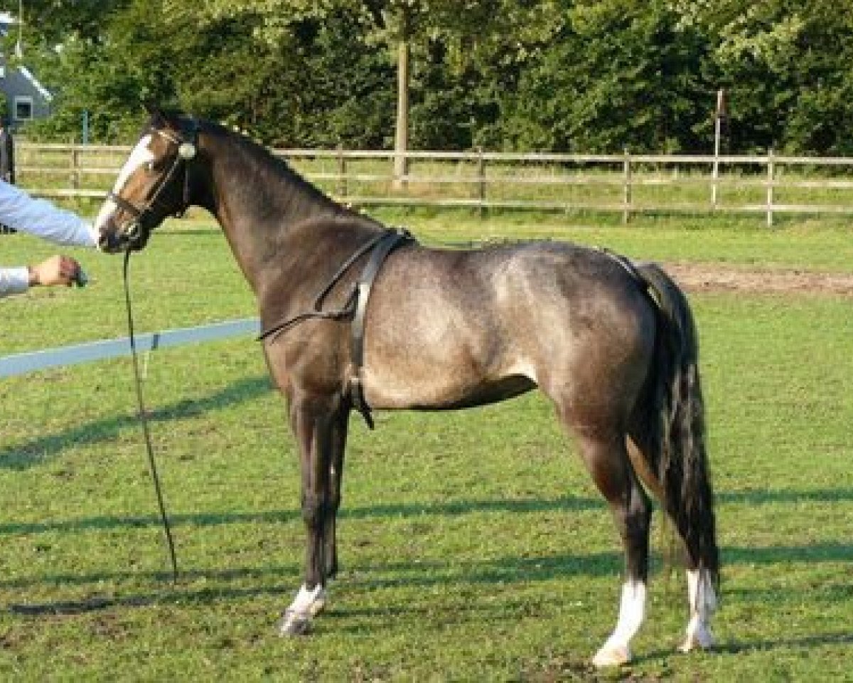 Zuchtstute Highsand Sunflower (Hackney (Pferd/Pony), 2007, von Mistral)