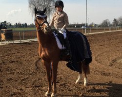 dressage horse Nacromantic in the Dark (German Riding Pony, 2011, from Nacromancer inthe dark)