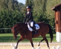 broodmare So early (German Riding Pony, 2011, from Sir Martino)