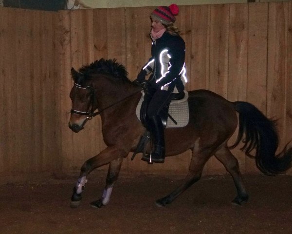 horse Alloy (German Riding Pony, 2005, from Auenhof's Allstar)