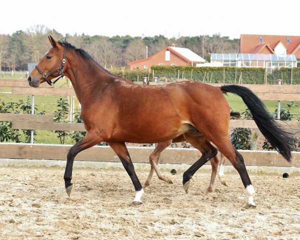 broodmare Ludwig's Traum (Oldenburg, 2008, from Ludwig von Bayern 168 FIN)