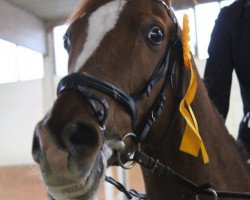 jumper Benjamin Boy 3 (German Riding Pony, 1997, from Brillant)