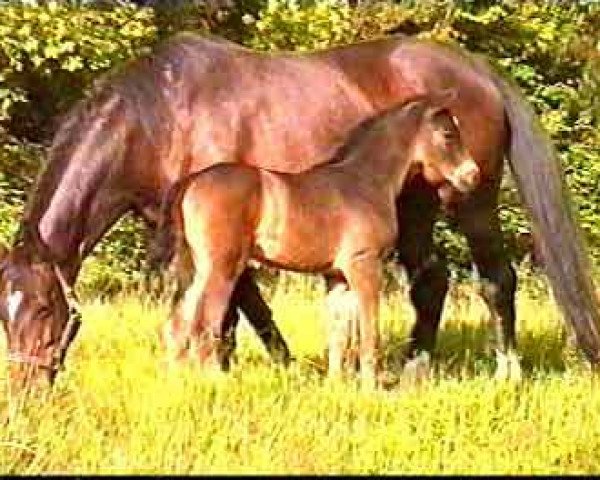 broodmare Visage Lox (Danish Warmblood, 1993, from Victory)