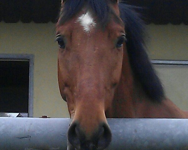 jumper Leon 624 (German Sport Horse, 2008, from Lipsius)
