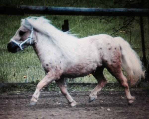 broodmare Eefje v.d. Hoeven Allee (Shetland pony (under 87 cm), 2011, from Sander van de Hoefslag)