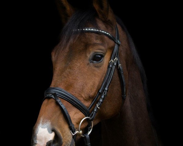 jumper Cortez 73 (Holsteiner, 2008, from Contendro I)