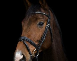 jumper Cortez 73 (Holsteiner, 2008, from Contendro I)