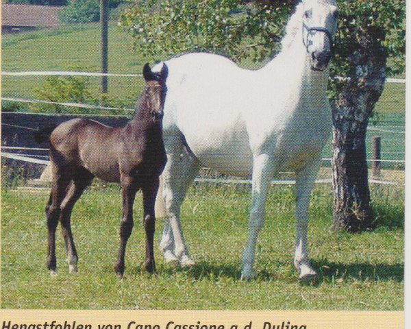 Broodmare Dulina (KWPN (Dutch Warmblood), 1985, from Irco Polo) - Dulina and her foal Condino 29