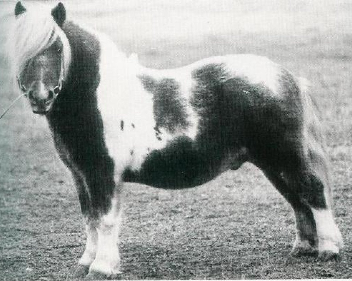stallion Dusty van de Zandsteeg RS 60 (Shetland Pony, 1968, from Walter van het Vijverplein)