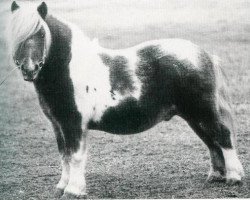 stallion Dusty van de Zandsteeg RS 60 (Shetland Pony, 1968, from Walter van het Vijverplein)