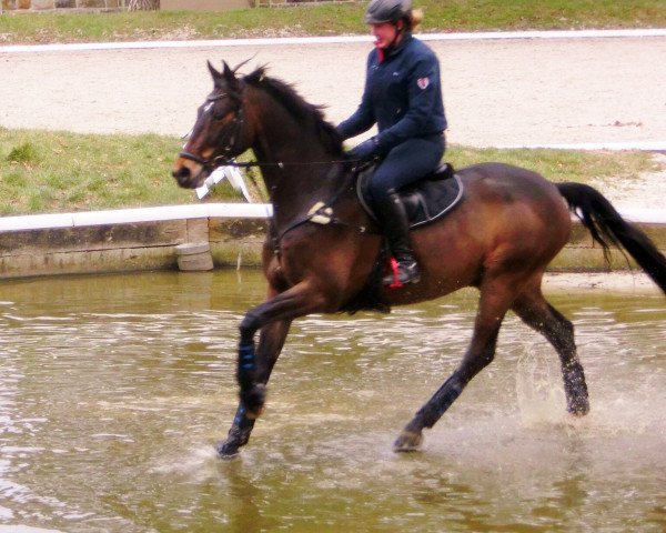 Springpferd Francesco Hill (Hannoveraner, 2007, von For Edition)