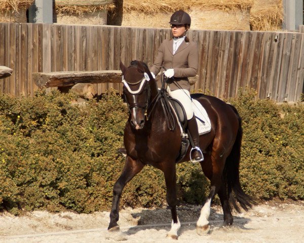 Dressurpferd Regensburger 2 (Deutsches Reitpferd, 2003, von Romantiko)