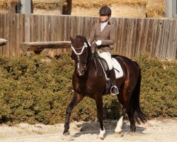 dressage horse Regensburger 2 (German Warmblood, 2003, from Romantiko)
