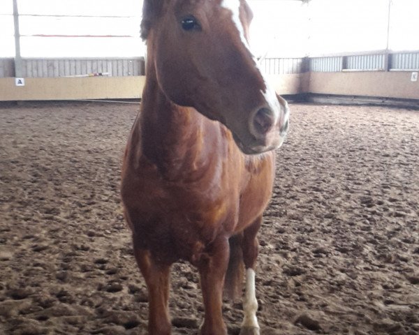 stallion Campari (German Riding Pony, 2004, from Cornett)