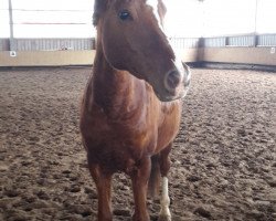 Stallion Campari (German Riding Pony, 2004, from Cornett)