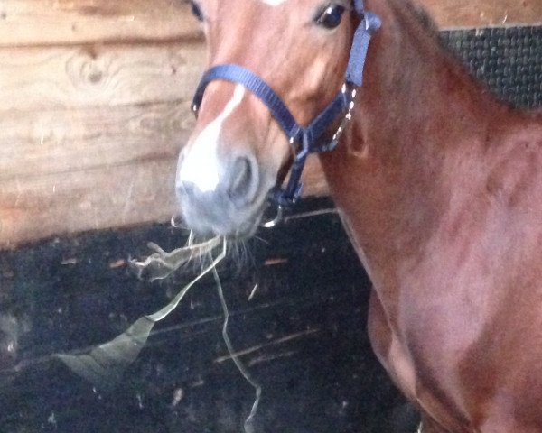 Pferd Hengst von Top Capitano / Nantano (Deutsches Reitpony, 2015, von Fleedwood WV)