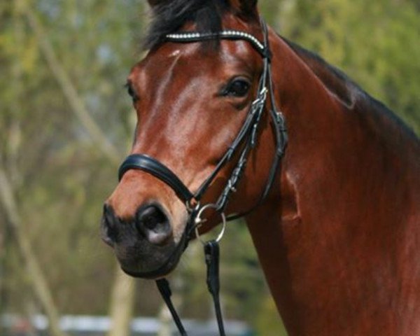 dressage horse Soulmate 5 (Oldenburg, 2005, from Stedinger)