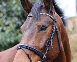 dressage horse Edgar Allan Poe (Alt Wuerttemberg, 2006, from Edwin)
