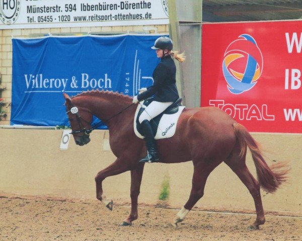 dressage horse Quilindo (Hanoverian, 2011, from Quaterback)