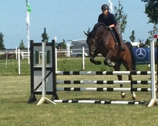 dressage horse Felicity 30 (Hanoverian, 2009, from Fundskerl)