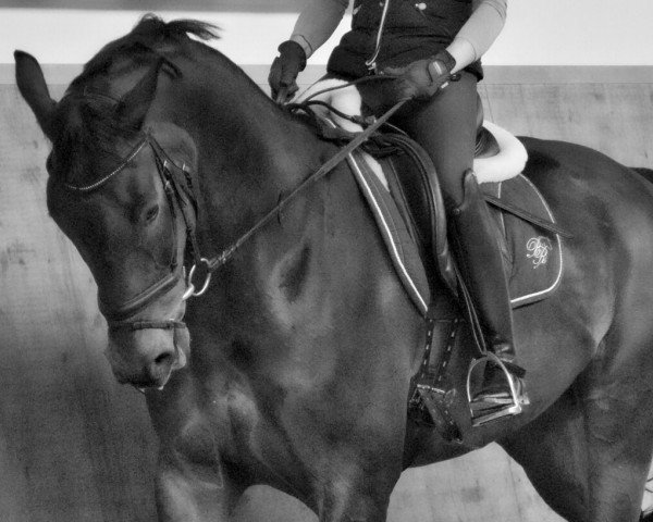 jumper Simply NH (Hanoverian, 2008, from Santino)