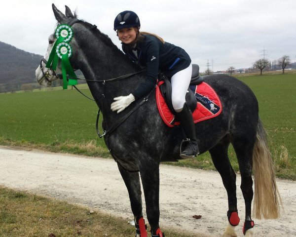 Cavallo da salto Baja-Zardina (Holstein, 2009, di Jaquino)