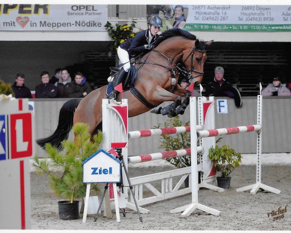 Springpferd Louisa A (Oldenburger, 2008, von Lord Pezi)