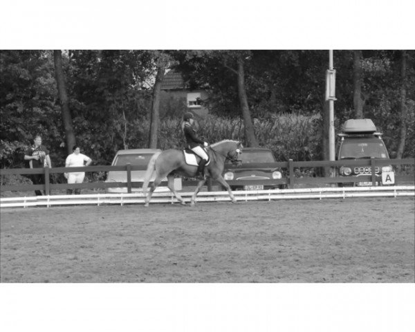 broodmare Hanka 35 (Haflinger, 2002, from Nigano (9,375% ox))