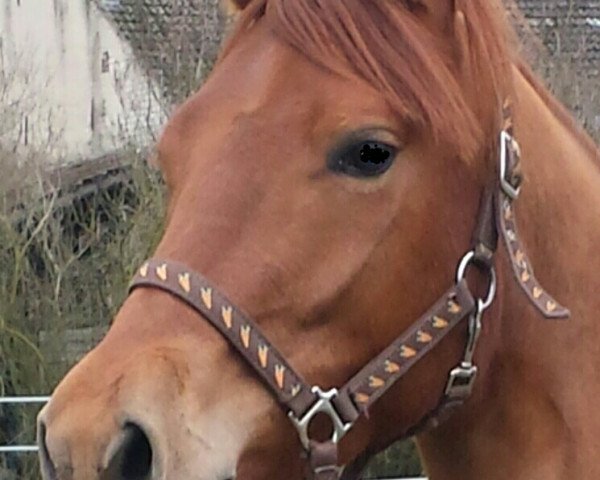 dressage horse Nuxus (German Riding Pony, 2013, from Notre Dame) dressage horse Nuxus (German Riding Pony, 2013, from Notre Dame)