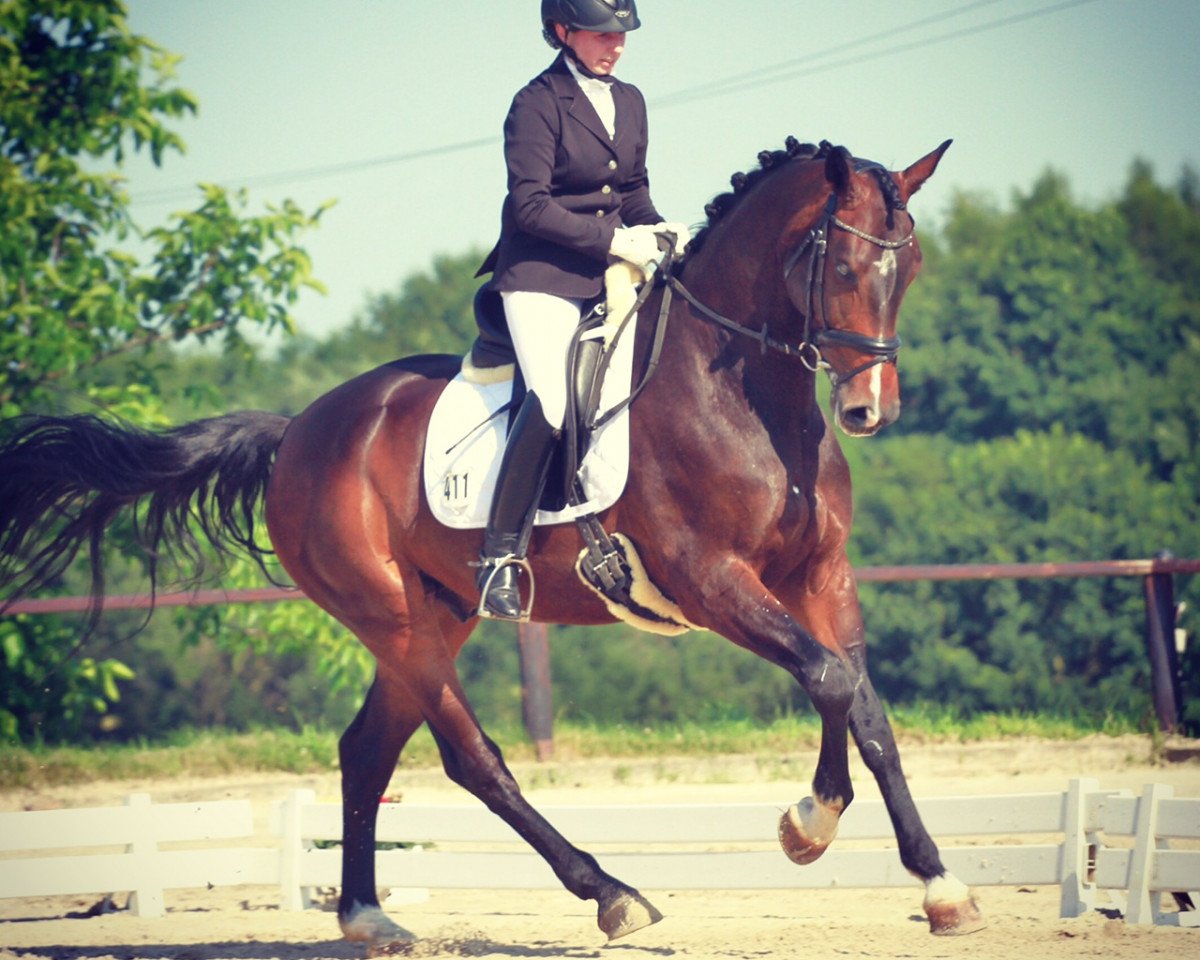 horse Pepino Classico (Westphalian, 2009, from Praktiker)