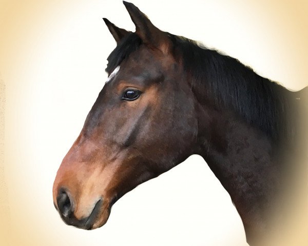 dressage horse Sansibar 124 (German Sport Horse, 2011, from Scolari)