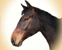 Dressurpferd Sansibar 124 (Deutsches Sportpferd, 2011, von Scolari)