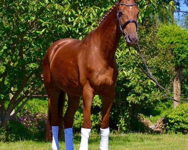 Pferd Cleopatra (Deutsches Sportpferd, 2008, von Renier)
