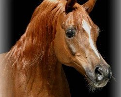 stallion Mirok Monpelou ox (Arabian purebred, 1990, from Vatican 1983 ox)