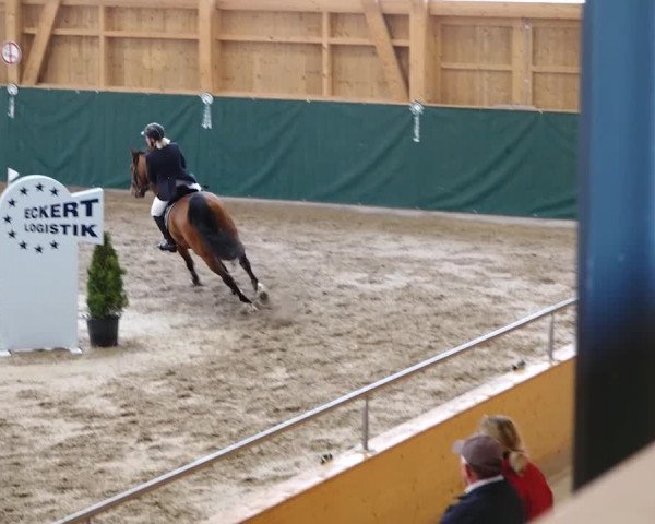 Reitturnier Dielsdorf, Horsepark 2020