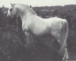 stallion Coed Coch Barrog (Welsh mountain pony (SEK.A), 1971, from Coed Coch Shon)
