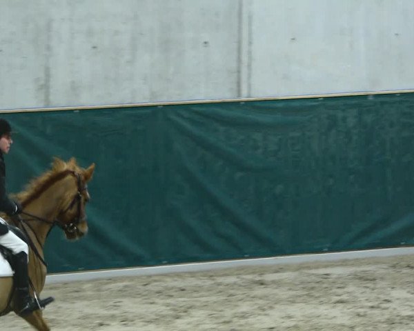 Reitturnier Dielsdorf, Horsepark 2020