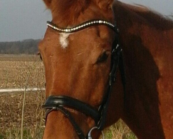 horse Farodin (Rhinelander, 2010, from Floribot)