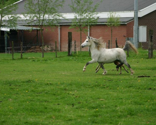 broodmare IJsselblik Romy (Welsh mountain pony (SEK.A), 2007, from Cwmffrwyd Lead Soldier)
