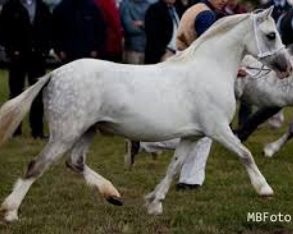 broodmare IJsselblik Rachel (Welsh mountain pony (SEK.A), 2003, from Cwmffrwyd Lead Soldier) broodmare IJsselblik Rachel (Welsh mountain pony (SEK.A), 2003, from Cwmffrwyd Lead Soldier)