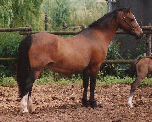 broodmare Gredington Dee (Welsh mountain pony (SEK.A), 1982, from Coed Coch Bleddyn)