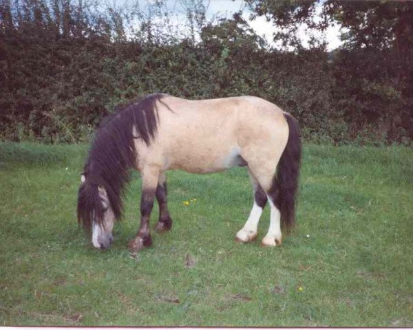 Deckhengst Coed Coch Telynor (Welsh Mountain Pony (Sek.A), 1977, von Coed Coch Saled) Deckhengst Coed Coch Telynor (Welsh Mountain Pony (Sek.A), 1977, von Coed Coch Saled)