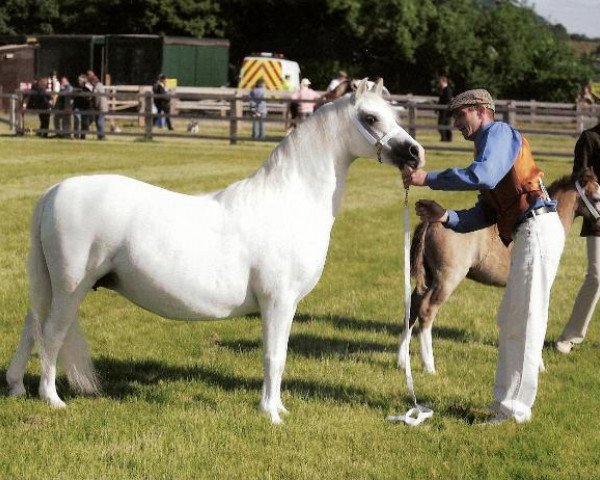 broodmare Idyllic Pavlova (Welsh mountain pony (SEK.A), 1987, from Pendock Legend) broodmare Idyllic Pavlova (Welsh mountain pony (SEK.A), 1987, from Pendock Legend)
