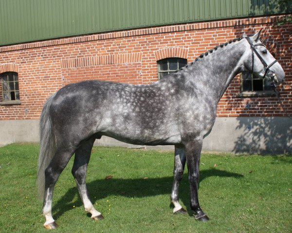 jumper Corino CM (Holsteiner, 2010, from Caretino)
