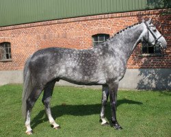 jumper Corino CM (Holsteiner, 2010, from Caretino)