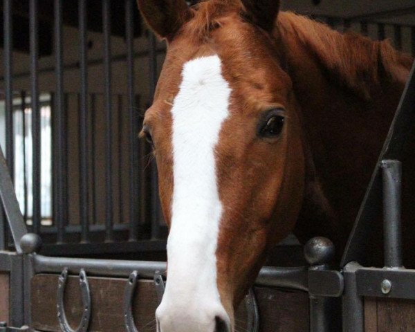Dressurpferd Livingston (Trakehner, 2009, von Kasimir TSF) Dressurpferd Livingston (Trakehner, 2009, von Kasimir TSF)